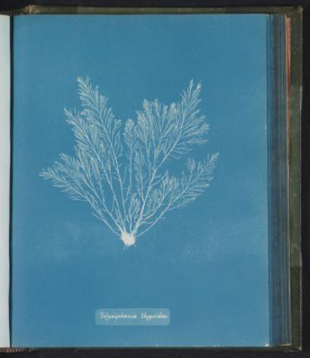 Polysiphonia thuyoides