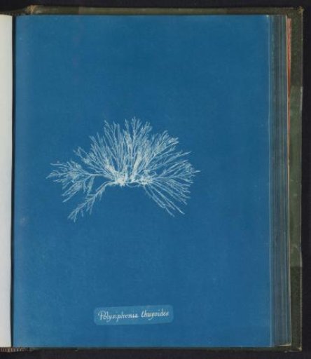 Polysiphonia thuyoides