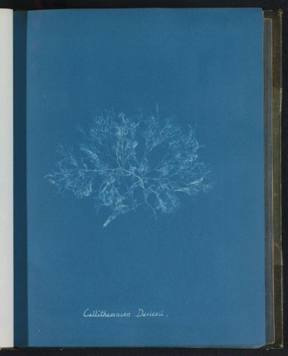 Callithamnion daviesii