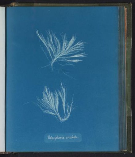 Polysiphonia urceolata