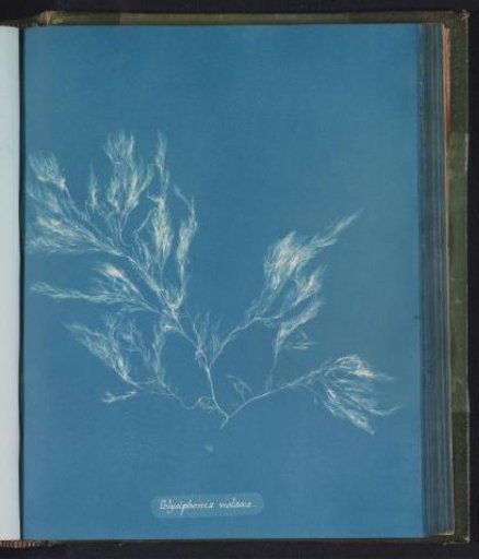 Polysiphonia violacea