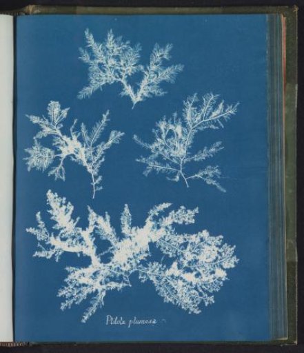 Ptilota plumosa