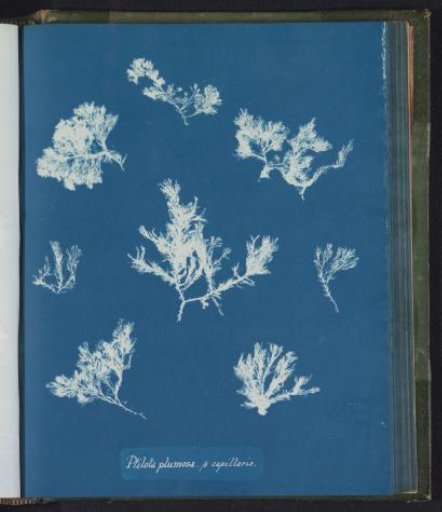 Ptilota plumosa B capillaris