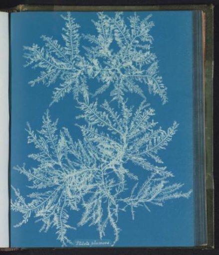 Ptilota plumosa
