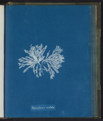 Polysiphonia cristata