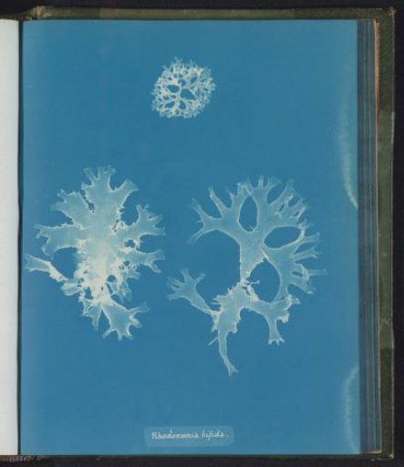 Rhodomenia bifida [= Rhodymenia bifida]