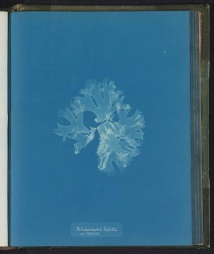 Rhodomenia bifida [= Rhodymenia bifida] / variety latifolia