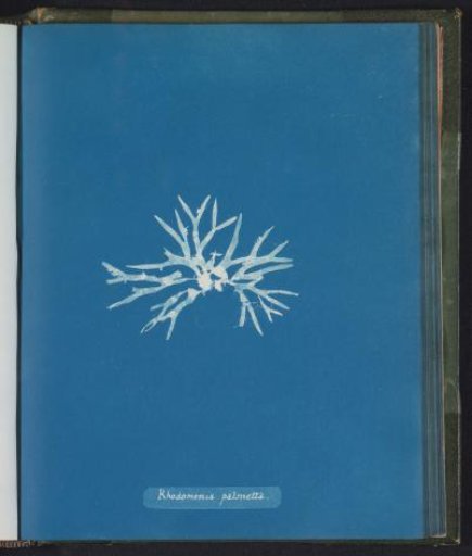 Rhodomenia palmetta [= Rhodymenia palmetta]