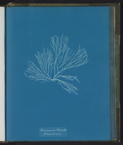 Rhodomenia palmetta [= Rhodymenia palmetta]