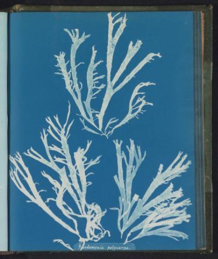 Rhodomenia polycarpa [= Rhodymenia polycarpa]