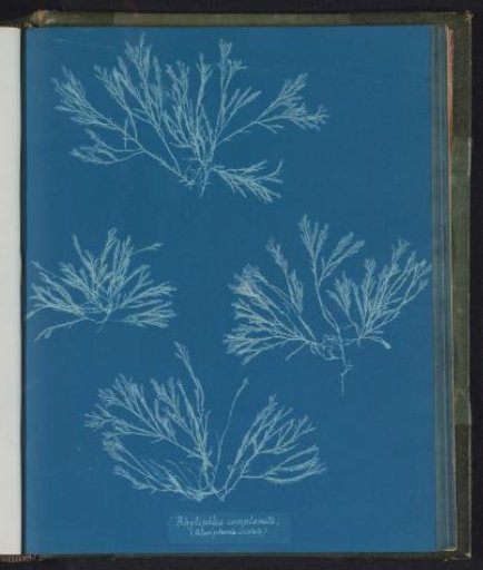Rhytiphlea complanata / (Polysiphonia cristata)