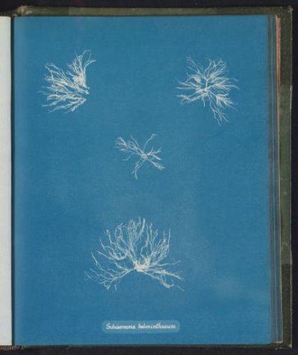Schizonema helminthosum