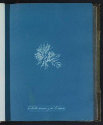 Callithamnion gracillimum