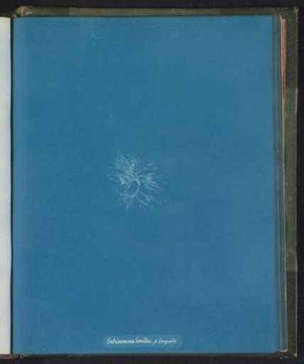 Schizonema Smithii, torquata [= Schizonema smithii var. torquatum]