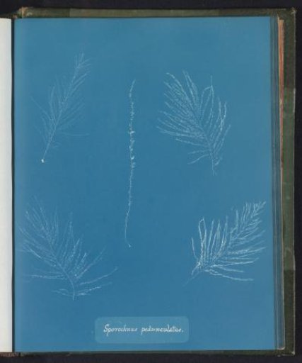 Sporochnus pedunculatus