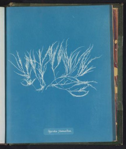Spyridia filamentosa