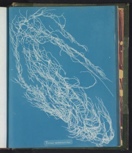 Thorea ramosissima