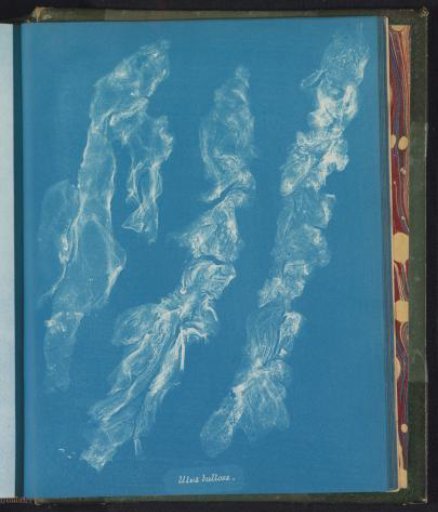Ulva bullosa