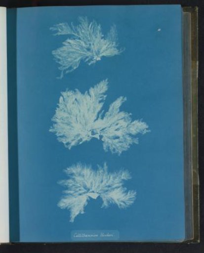 Callithamnion hookeri
