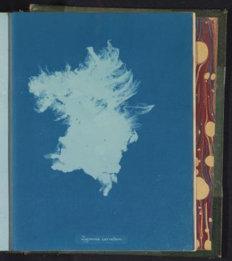 Zygnema curvatum