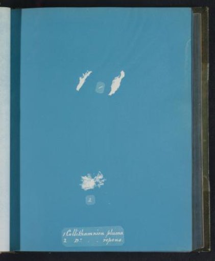 Callithamnion pluma [&] D[itt]o repens