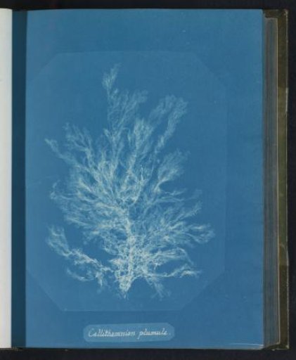 Callithamnion plumula