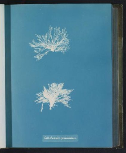 Callithamnion pedicellatum