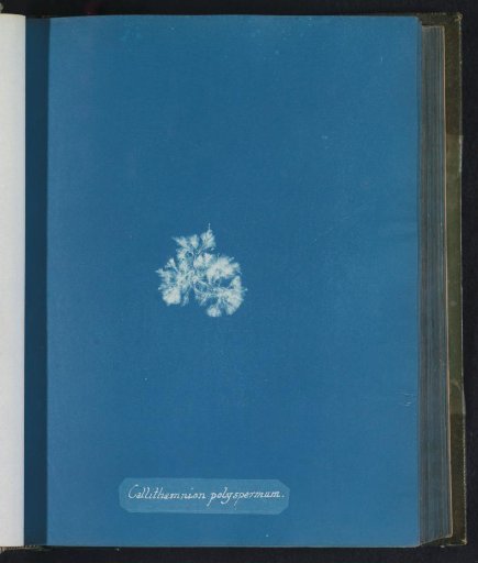 Callithamnion polyspermum