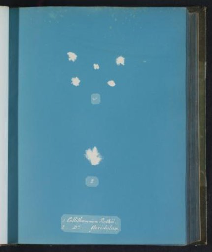 Callithamnion rothii [&] D[itt]o floridulum