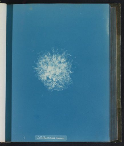 Callithamnion roseum