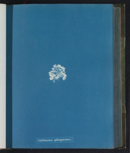 Callithamnion sphaerospermum