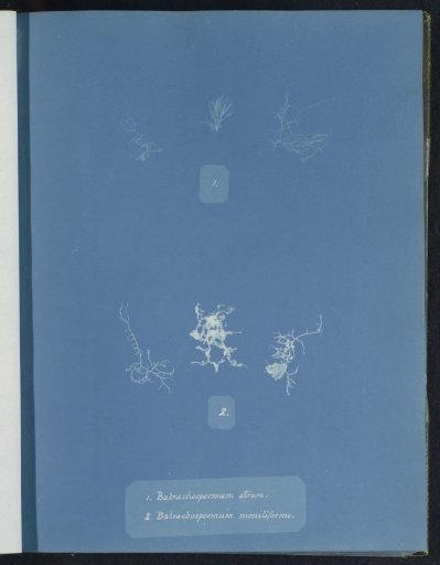 Batrachospermum atrum & Batrachospermum moniliforme