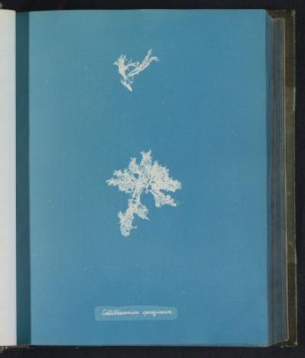 Callithamnion spongiosum