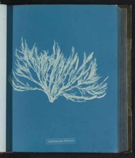 Callithamnion tetricum