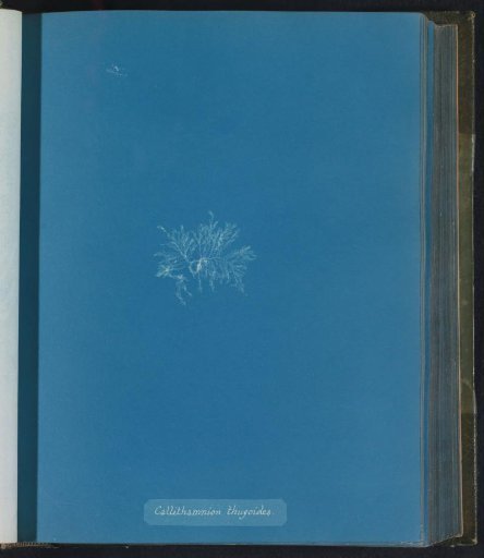Callithamnion thuyoides