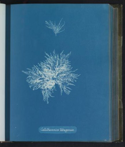 Callithamnion tetragonum