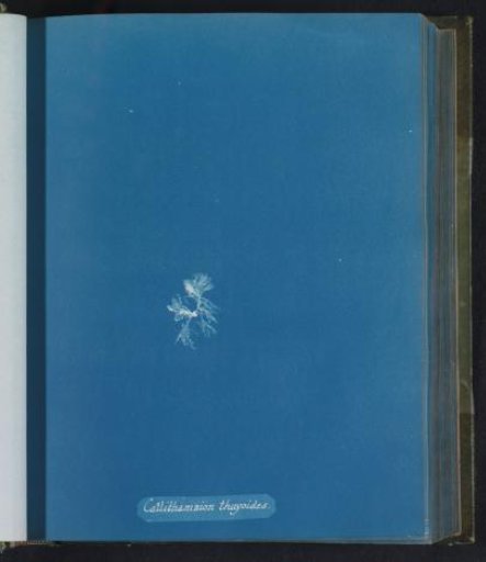 Callithamnion thuyoides