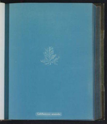 Callithamnion versicolor