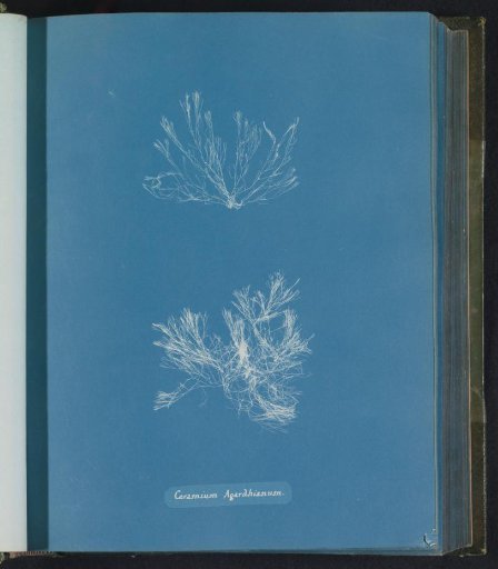 Ceramium agardhiarum