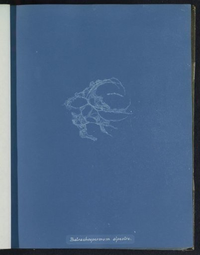 Batrachospermum alpestre