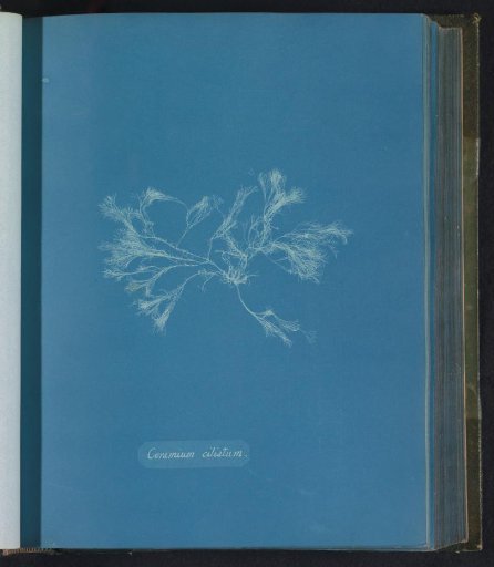 Ceramium ciliatum