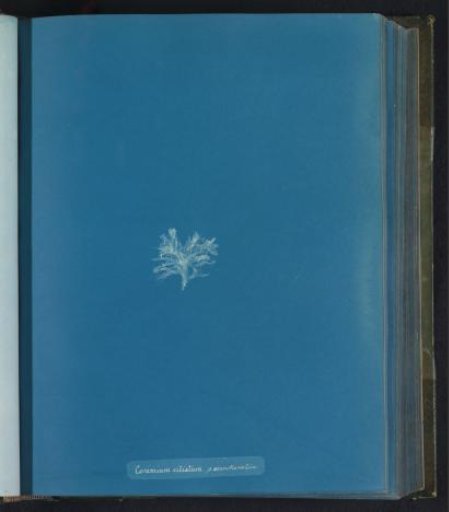 Ceramium ciliatum β acanthonatum