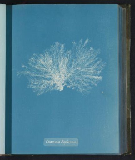 Ceramium diaphanum