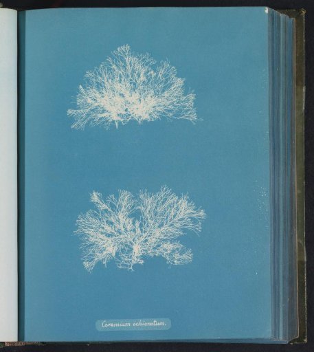 Ceramium echionotum