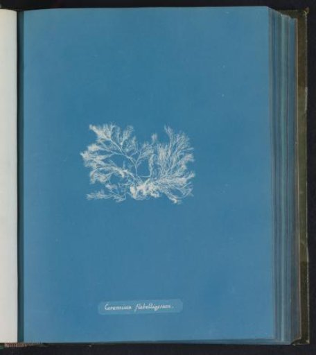 Ceramium flabelligerum