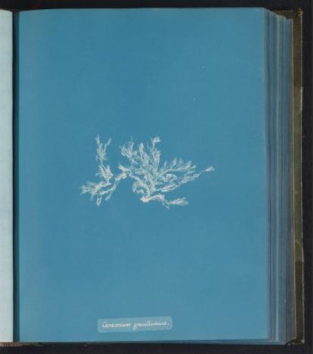 Ceramium gracillimum