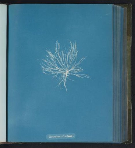 Ceramium strictum