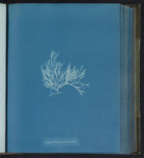 Chylocladia articulata