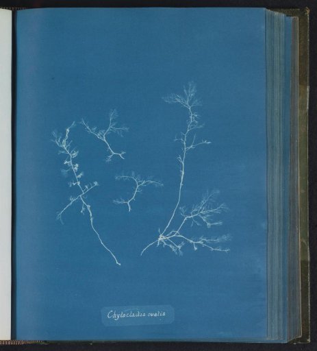 Chylocladia ovalis