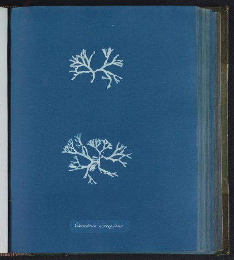 Chondrus norvegicus